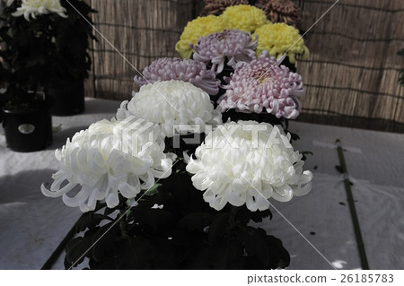 Flower of Chrysanthemum exhibition with Dankin @ Daisen Park, Sakai City Flower of Chrysanthemum exhibition with Dankin @ Daisen Park, Sakai City 26185783