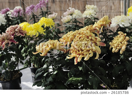 Flower of Chrysanthemum exhibition with Dankin @ Daisen Park, Sakai City Flower of Chrysanthemum exhibition with Dankin @ Daisen Park, Sakai City 26185786