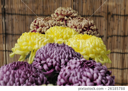 Flower of Chrysanthemum exhibition with Dankin @ Daisen Park, Sakai City 26185788