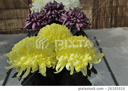 Flower of Chrysanthemum exhibition with Dankin @ Daisen Park, Sakai City 26185810