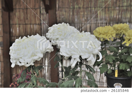 Flower of Chrysanthemum exhibition with Dankin @ Daisen Park, Sakai City 26185846