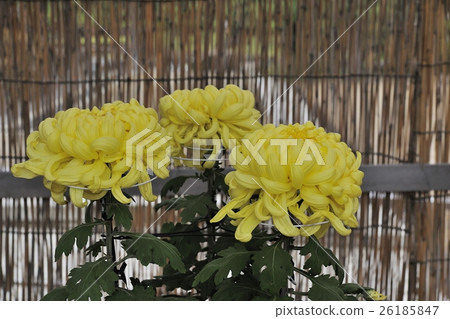 與Dankin @ Daisen公園，Sak市的菊花展 26185847