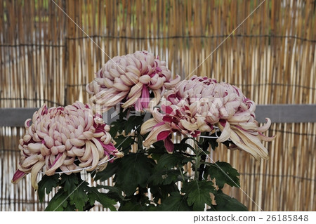 Flower of Chrysanthemum exhibition with Dankin @ Daisen Park, Sakai City 26185848