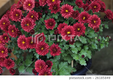 Flower of Chrysanthemum exhibition with Dankin @ Daisen Park, Sakai City 26185849