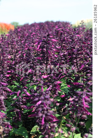 Salaki在Maki Hill公園 Salaki在Maki Hill公園 26185962