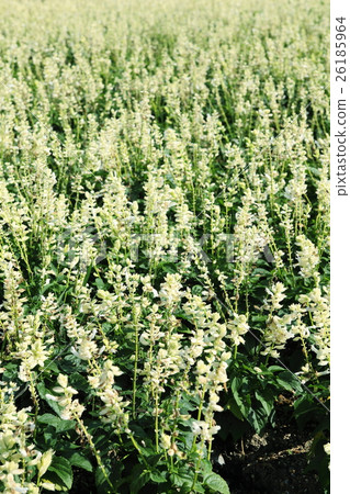 Salvia in Maki Hill Park 26185964