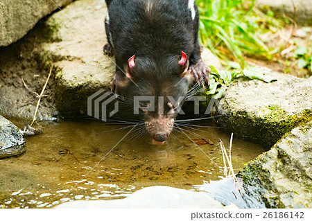 塔斯馬尼亞惡魔飲用水 塔斯馬尼亞惡魔飲用水 26186142