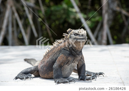 Sea Iguana Sea Iguana 26186426