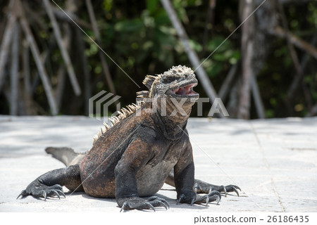 Yawn on the sea Iguana 26186435