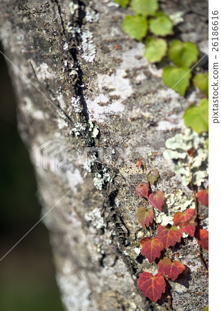 小秋天1 小秋天1 26186616