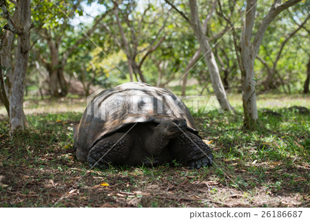 Elferu ranch turtle 26186687