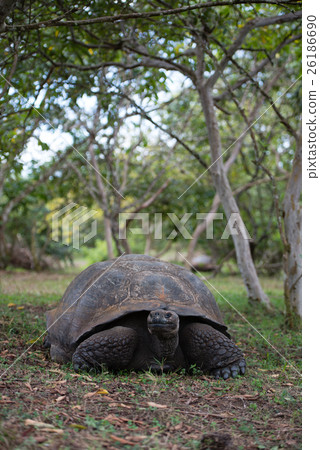 Elferu ranch turtle 26186690