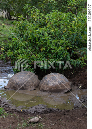 Elferu ranch turtle Elferu ranch turtle 26186697