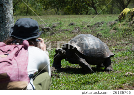 Elferu ranch turtle and tourists Elferu ranch turtle and tourists 26186766