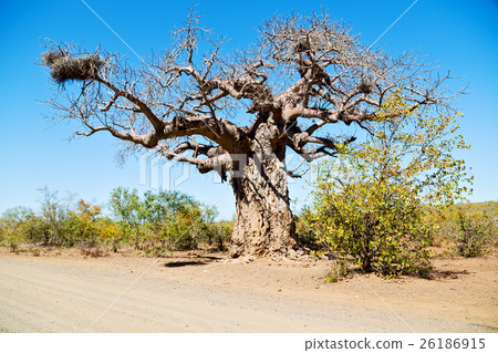 in south africa   street and baobab 26186915