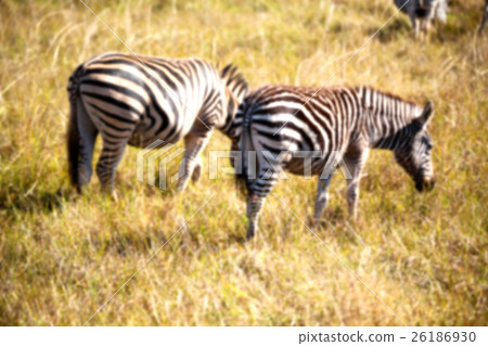 in south africa     wildlife  nature  rese  26186930