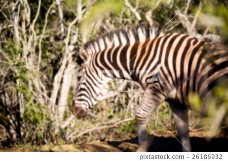 in south africa     wildlife  nature    26186932