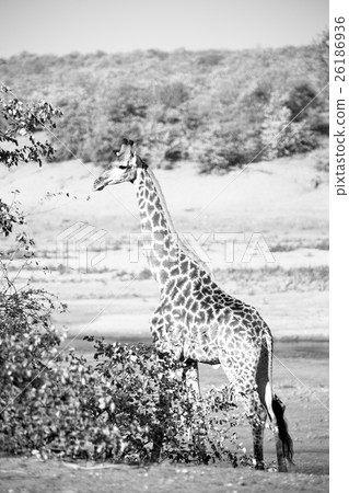 in south africa    wildlife   reserve and       26186936