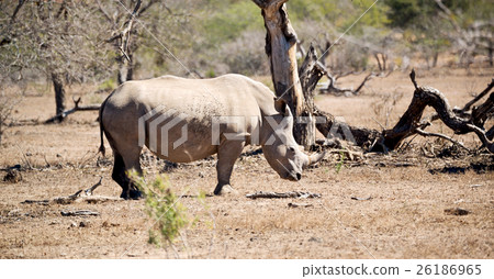 in south africa     wildlife     reserve and    26186965