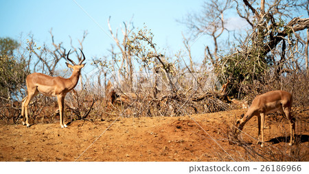 wild impala in the winter  bush 26186966
