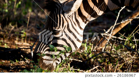 in south africa     wildlife  nature  reserve   26186967