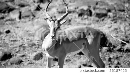 wild impala in the winter bush wild impala in the winter bush 26187423