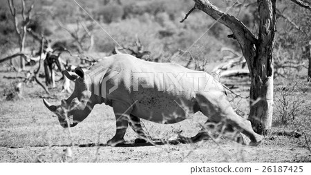 in south africa wildlife reserve and in south africa wildlife reserve and 26187425