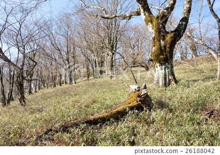 Tanzawa Yata Ridge big tree 26188042