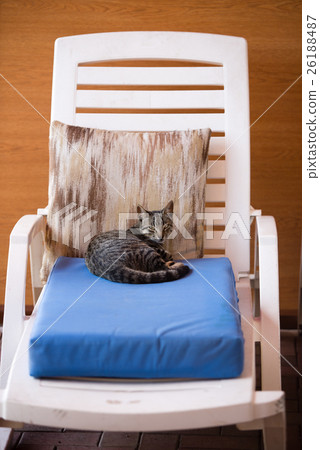 San Cristobal, free-lance cat 26188487