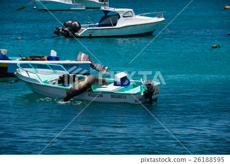 A seal on a boat 26188595