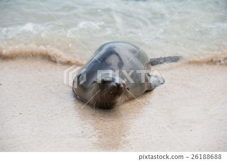 Swimming Galapagos Seals Swimming Galapagos Seals 26188688