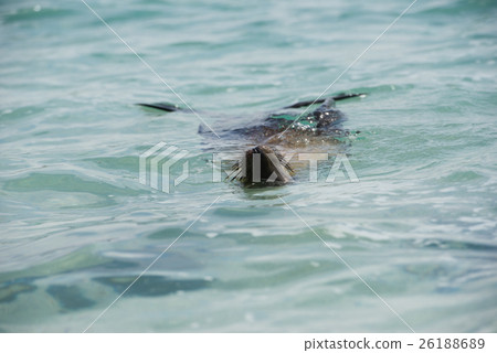 游泳加拉帕戈斯海豹 游泳加拉帕戈斯海豹 26188689