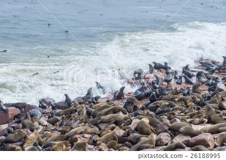 The seal colony at Cape Cross 26188995