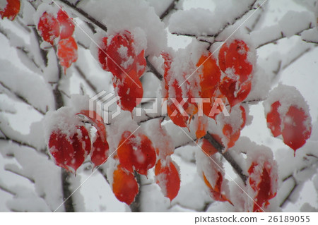 Winter's visit Winter's visit 26189055