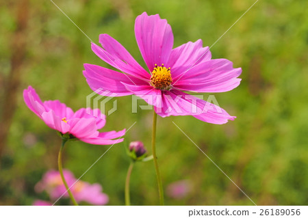 Beautiful Cosmos Beautiful Cosmos 26189056
