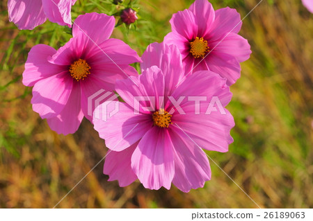 Beautiful Cosmos Beautiful Cosmos 26189063