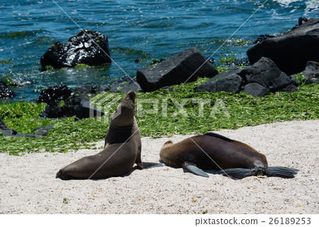 Seals of Isla Lobos (Island of Sea Lions) 26189253