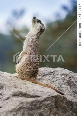 Suricata Meercat Small Animal on Rock Looking up 26189447