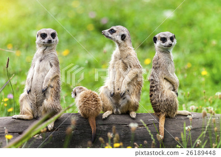 Suricata Suricatta Meerkat Animals Sitting on Log 26189448