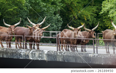 Watusi - Bos Taurus Herd Walking Across Bridge 26189450