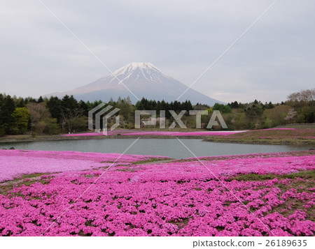柴犬節 柴犬節 26189635