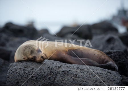 聖克里斯托瓦爾印章 26189777