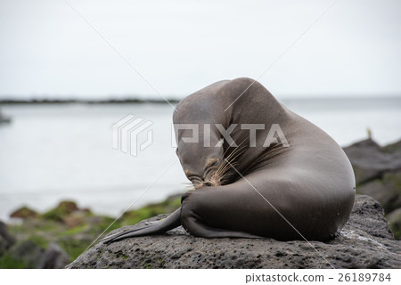 Seal of San Cristobal 26189784