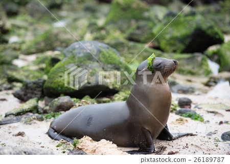 Seal of San Cristobal 26189787