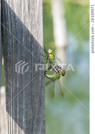 Ginyangma 26189971