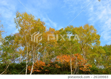 Fall of Shiga Kogen Fall of Shiga Kogen 26189983
