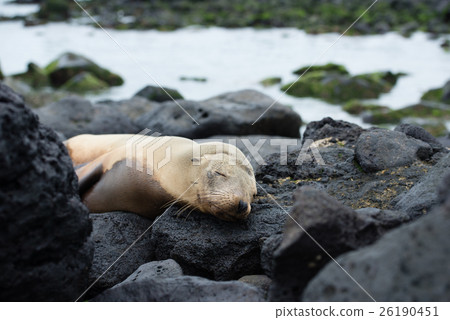 Seal of San Cristobal 26190451