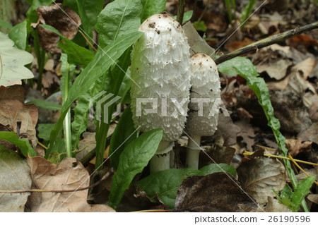 Mushroom Coprinus comatus 26190596