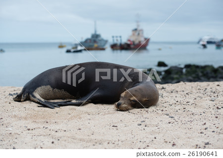 Seal of San Cristobal 26190641