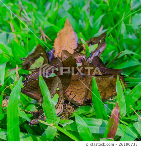 Group of butterfly on the ground Group of butterfly on the ground 26190735